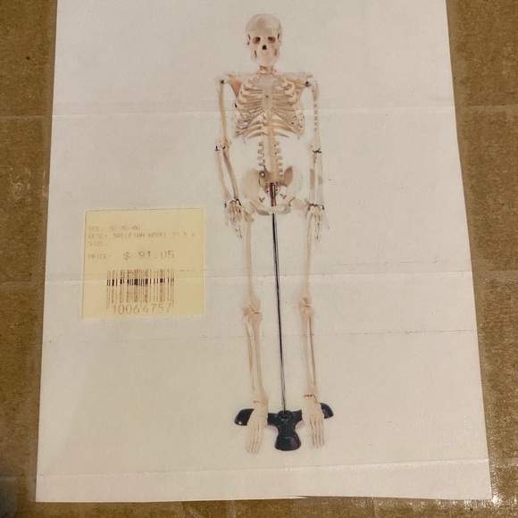 Over 2ft tall biology skeleton